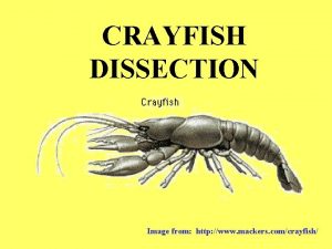 CRAYFISH DISSECTION Image from http www mackers comcrayfish