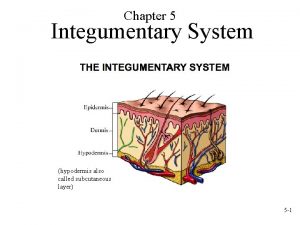 Chapter 5 Integumentary System hypodermis also called subcutaneous
