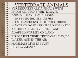 VERTEBRATE ANIMALS VERTEBRATES ARE ANIMALS WITH ENDOSKELETONS VERTEBRATE