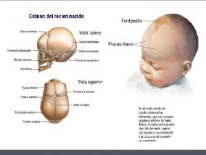 Huesos del tronco La clavcula y el omplato