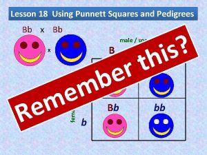 Lesson 18 Using Punnett Squares and Pedigrees Bb