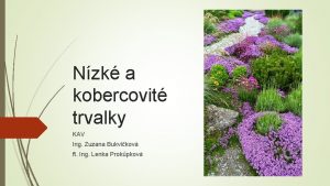 Nzk a kobercovit trvalky KAV Ing Zuzana Bukvikov