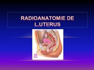 RADIOANATOMIE DE LUTRUS PLAN INTRODUCTION RAPPEL ANATOMIQUE MOYENS