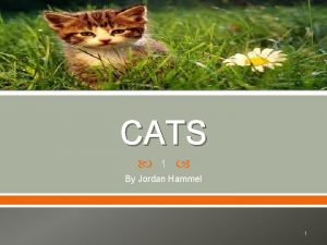 CATS 1 By Jordan Hammel 1 Different Kinds