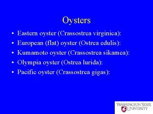 Oysters Eastern oyster Crassostrea virginica European flat oyster