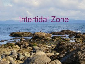 Intertidal Zone Definition Intertidal the area between high