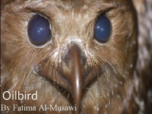 By Fatima Oil Bird Oilbird By Fatima AlMusawi