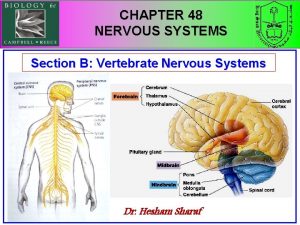 CHAPTER 48 NERVOUS SYSTEMS Section B Vertebrate Nervous