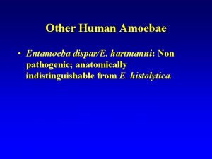 Other Human Amoebae Entamoeba disparE hartmanni Non pathogenic