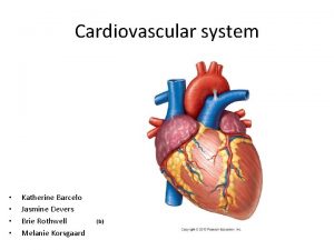 Cardiovascular system Katherine Barcelo Jasmine Devers Brie Rothwell
