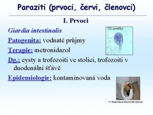 Paraziti prvoci ervi lenovci I Prvoci Giardia intestinalis