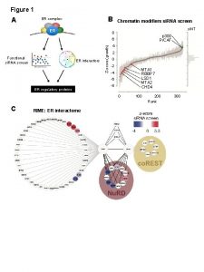 Figure 1 A B ER complex Chromatin modifiers