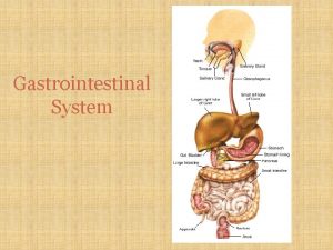 Gastrointestinal System What is the Gastrointestinal System Digestion