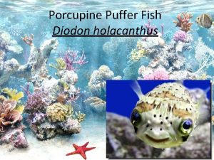 Porcupine Puffer Fish Diodon holacanthus Puffer Fish Over