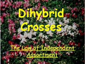 Dihybrid Crosses The Law of Independent Assortment Independent