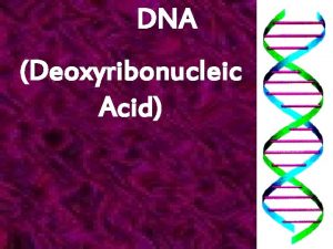 DNA Deoxyribonucleic Acid DNA u DNA makes up