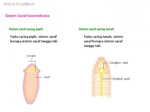 Sistem Saraf Invertebrata Sistem saraf cacing pipih Pada