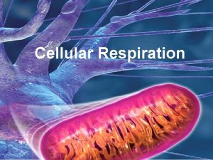 Cellular Respiration Respiration Respiration the biochemical process that