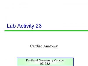 Lab Activity 23 Cardiac Anatomy Portland Community College