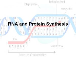 RNA and Protein Synthesis RNA RNA Ribonucleic Acid