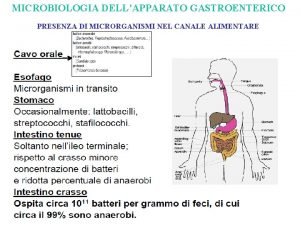 MICROBIOLOGIA DELLAPPARATO GASTROENTERICO PRESENZA DI MICRORGANISMI NEL CANALE