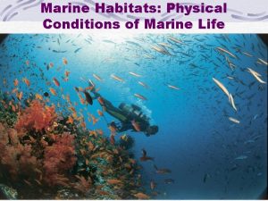 Marine Habitats Physical Conditions of Marine Life Main