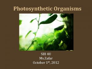 Photosynthetic Organisms SBI 4 U Ms Zafar October