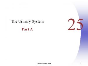 The Urinary System Part A Chapter 25 Urinary