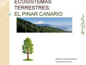 ECOSISTEMAS TERRESTRES EL PINAR CANARIO Abraham Quintana Dvora