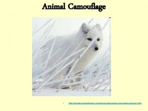 Animal Camouflage http animals howstuffworks comanimalfactsanimalcamouflagepictures 1 htm