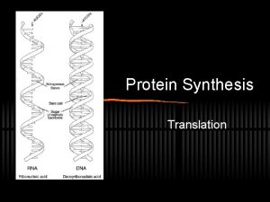 Protein Synthesis Translation Genes and Proteins The coded