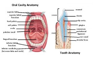 Oral Cavity Anatomy superior labial frenulum enamel crown