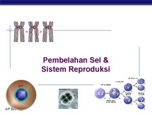 Pembelahan Sel Sistem Reproduksi AP Biology Cell division