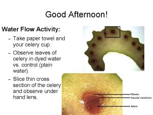 Good Afternoon Water Flow Activity Take paper towel