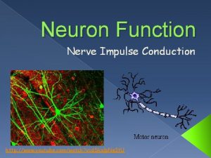 Neuron Function Nerve Impulse Conduction http www youtube