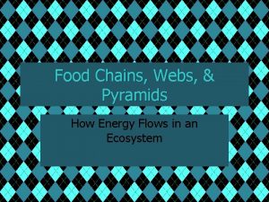 Food Chains Webs Pyramids How Energy Flows in
