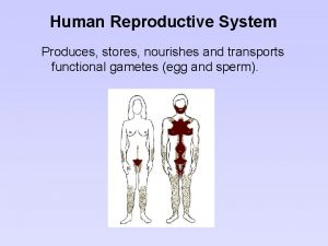 Human Reproductive System Produces stores nourishes and transports