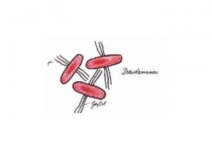 Some of the toxins produced by Pseudomonas aeruginosa