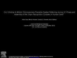 Orc 1 Binding to Mitotic Chromosomes Precedes Spatial