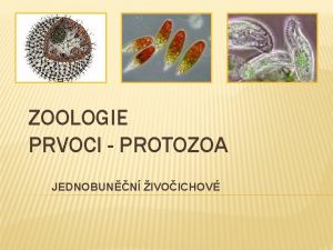 ZOOLOGIE PRVOCI PROTOZOA JEDNOBUNN IVOICHOV PRVOCI ZOBRAZEN 2