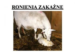 RONIENIA ZAKANE Enzootyczne ronienie owiec Inne nazwy ac