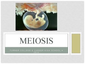 MEIOSIS TURNER COLLEGE CAREER HIGH SCHOOL 2015 CHARACTERISTICS