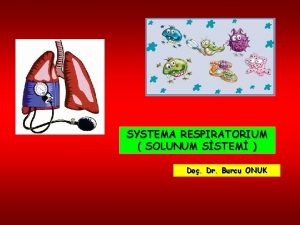 SYSTEMA RESPIRATORIUM SOLUNUM SSTEM Do Dr Burcu ONUK