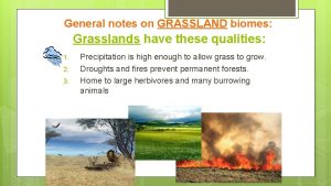 General notes on GRASSLAND biomes Grasslands have these