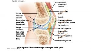 Figure 8 8 a The knee joint Femur