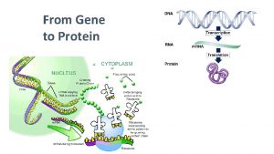From Gene to Protein Metabolism teaches us about