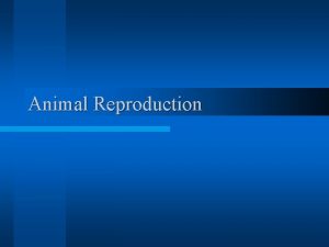 Animal Reproduction Reproduction in Animals l Asexual Reproduction