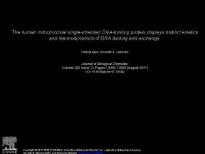 The human mitochondrial singlestranded DNAbinding protein displays distinct