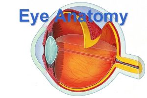 Eye Anatomy Eye Structure enclosed and cushioned by