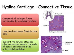 Hyaline Cartilage Connective Tissue Composed of collagen fibers